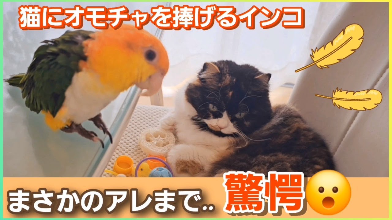 猫の反応を楽しむインコ［スコティッシュフォールド,シロハラインコ］