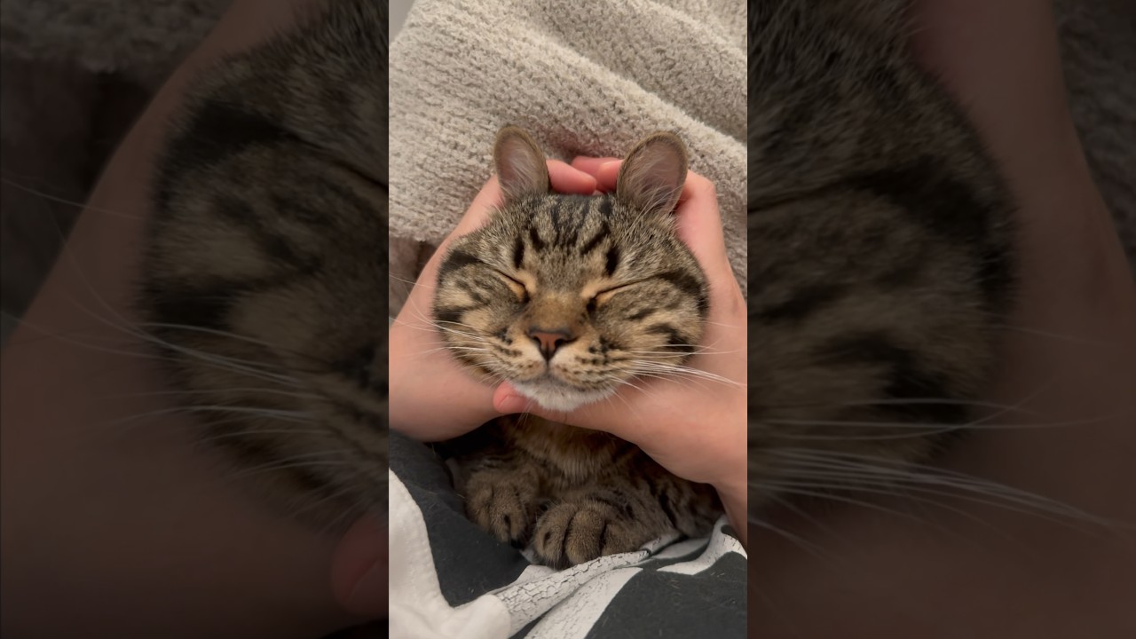 【猫動画】ウサ耳猫が可愛すぎて悶絶する飼主www #shorts