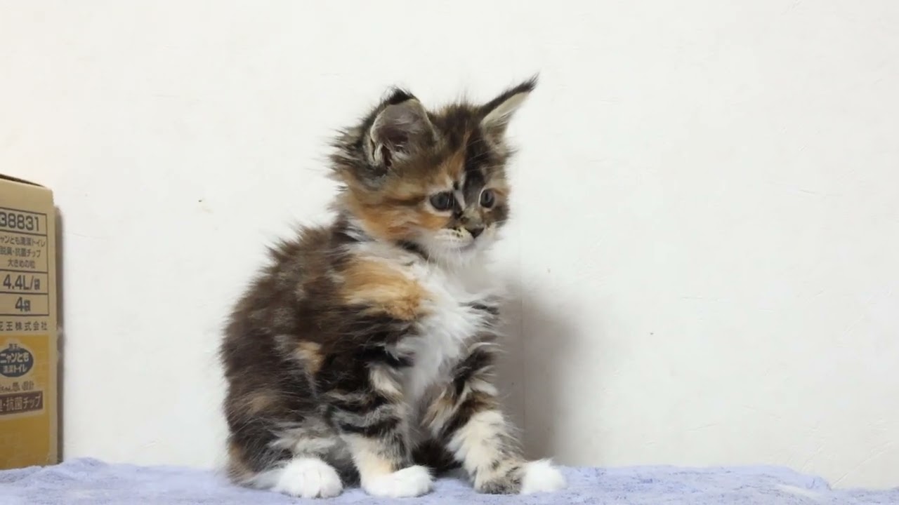 魅力的なメインクーン子猫ききょうちゃん
