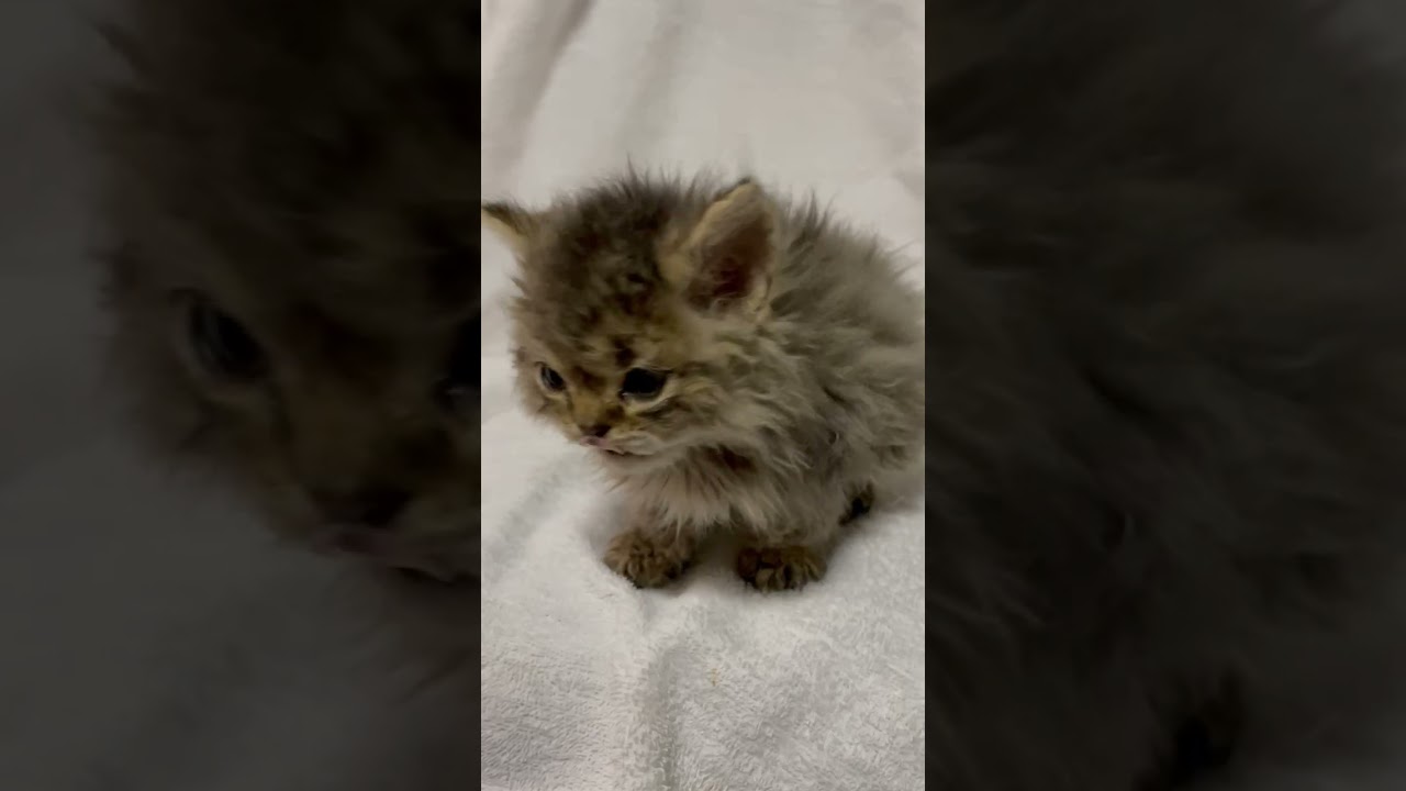 セルカークレックス 珍しい猫種セルカー君♪