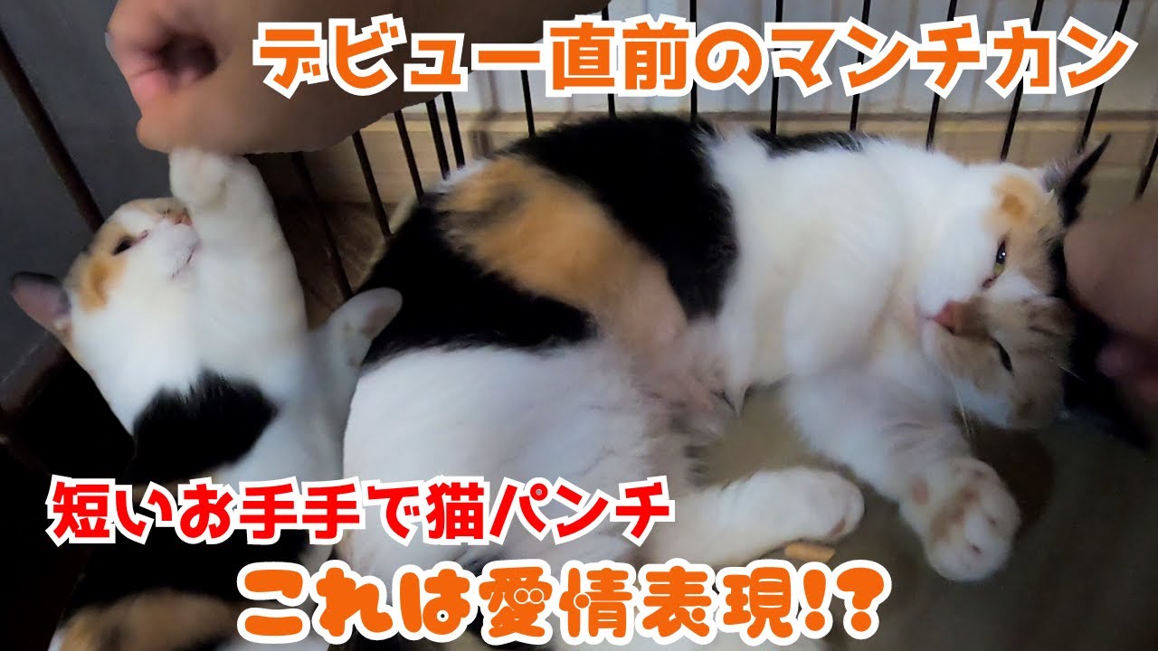 デビュー前の三毛猫マンチカンは甘えん坊　甘噛みや猫パンチは愛情表現⁉（保護猫キャットスペース）中崎町　Calico Munchkin cat before debut is cute