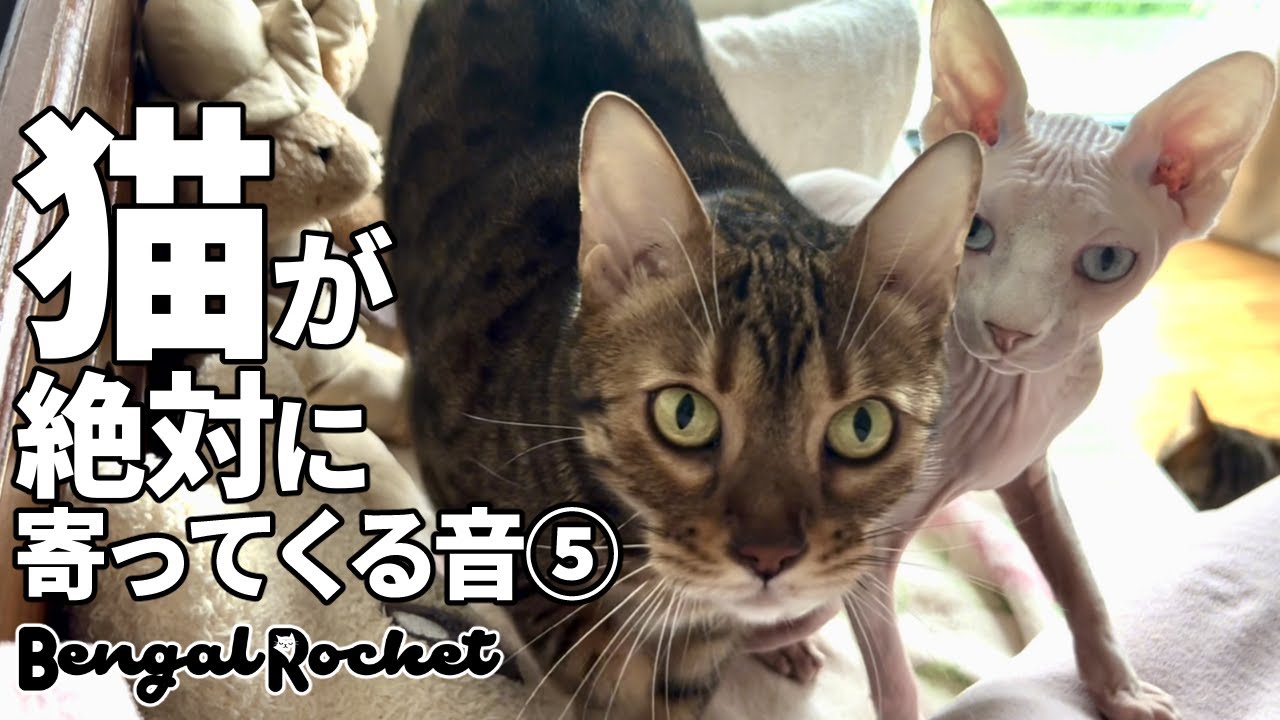 【検証】TikTokで話題の猫が絶対に寄ってくる音5【ベンガル/スフィンクス猫】