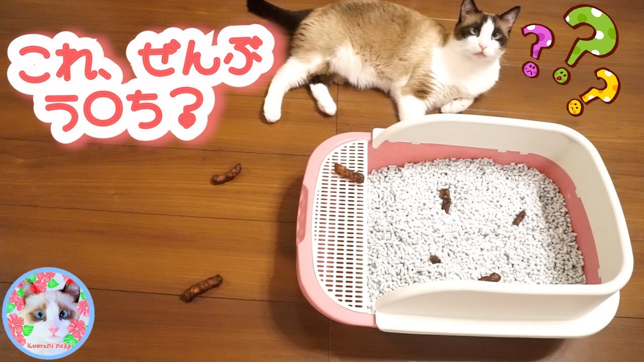 かりんとうドッキリ！猫はう〇ちではないと判別できるか？ Can you trick sweets and cat poop?