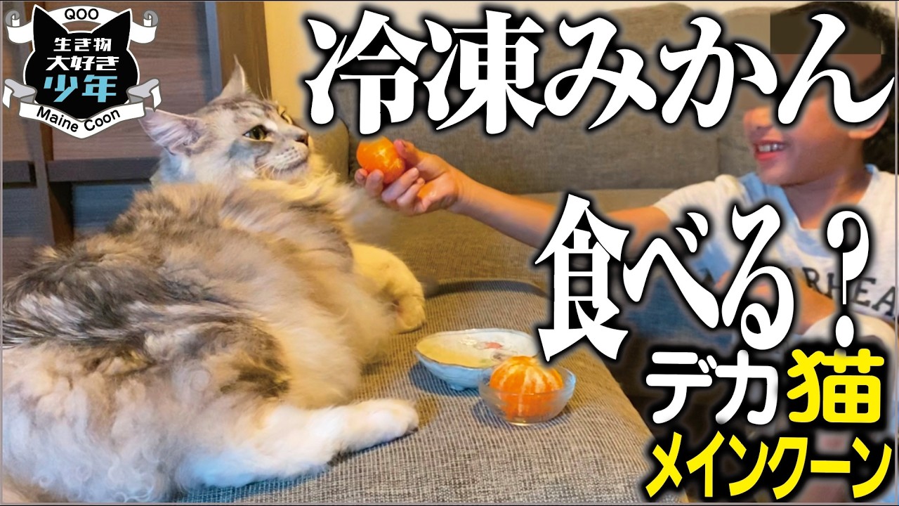 【メインクーン】大型猫に冷凍みかんをあげてみたら、こうなりました。冷凍ミカンを猫は食べるのか？遊ぶのか？