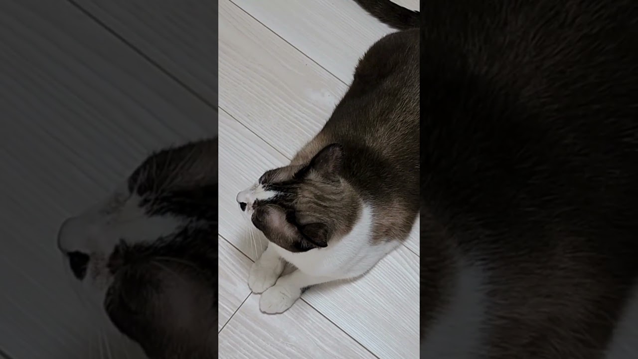 ちょっとアップにしてみました～♪【シャムミックス猫】スノーシュー？短毛ラグドール？不思議な柄のルカちゃんのまったり動画～ #猫 #シャムミックス #スノーシュー #cat
