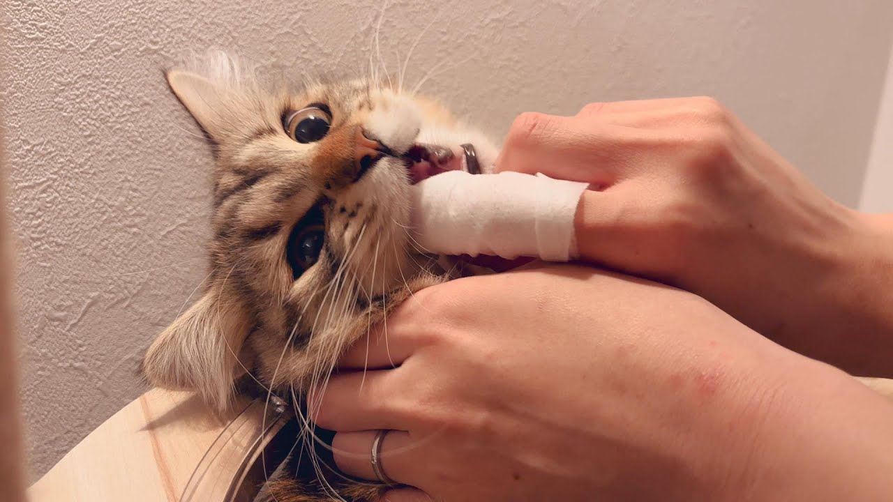 またまた歯磨きシートを子猫に使ってみるよ！【episode36】【サイベリアン】