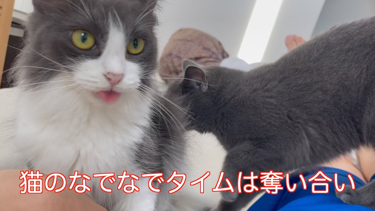 猫のなでなでタイムは奪い合い