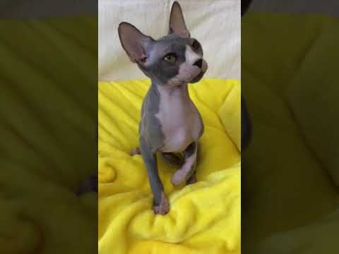 スフィンクス キティの子猫ブルー&ホワイト2番くん