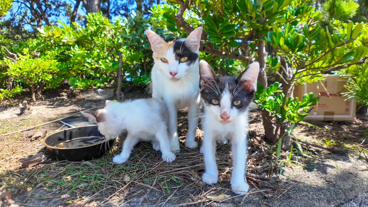 三毛猫ママと子猫たち草むらから出てきた