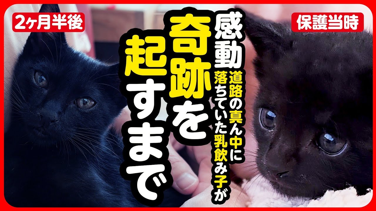 【感動】道路にポツンと落ちていた乳飲み子…奇跡の先に待つ幸せへ【まとめ】