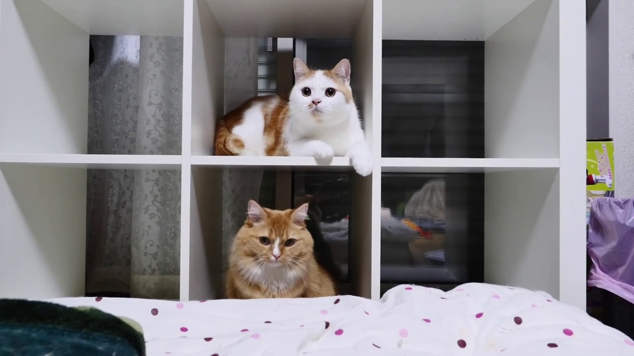 猫たちと円盤投げ　~ Discus throw with cats ~