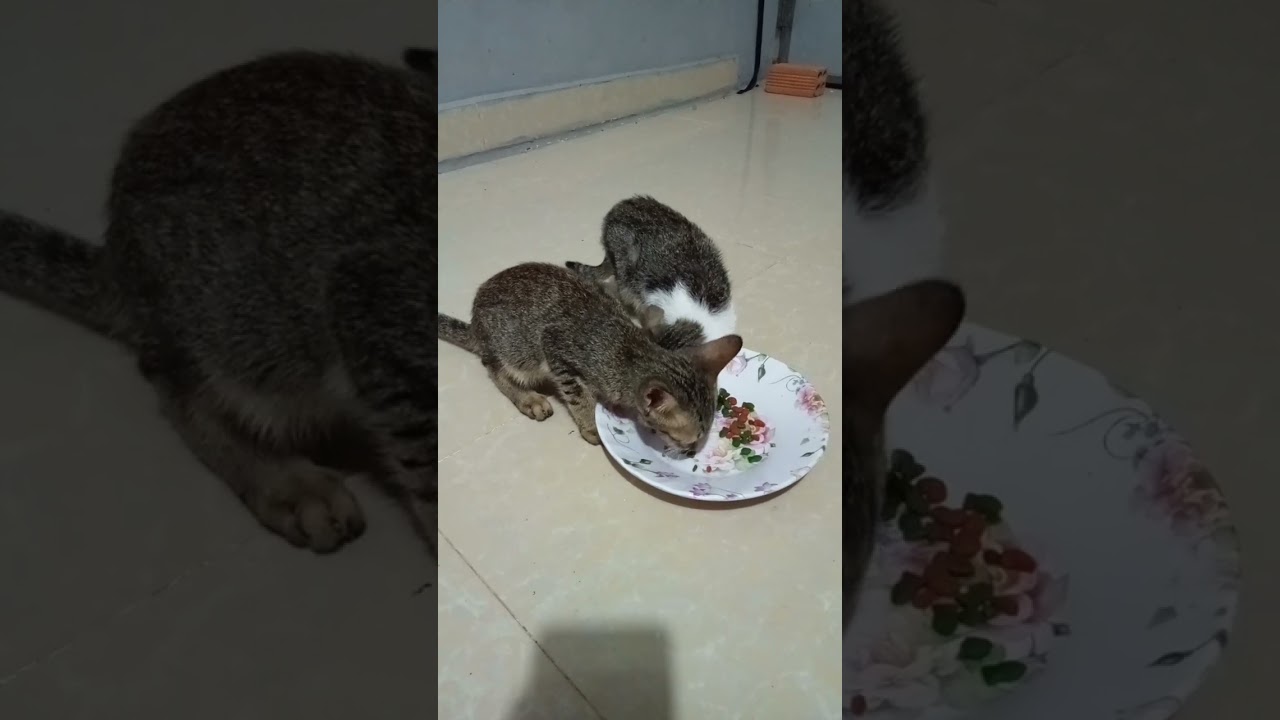 cute baby kittens #cat #cates #babyanimals #adorable #kitten #babycate #shotrs