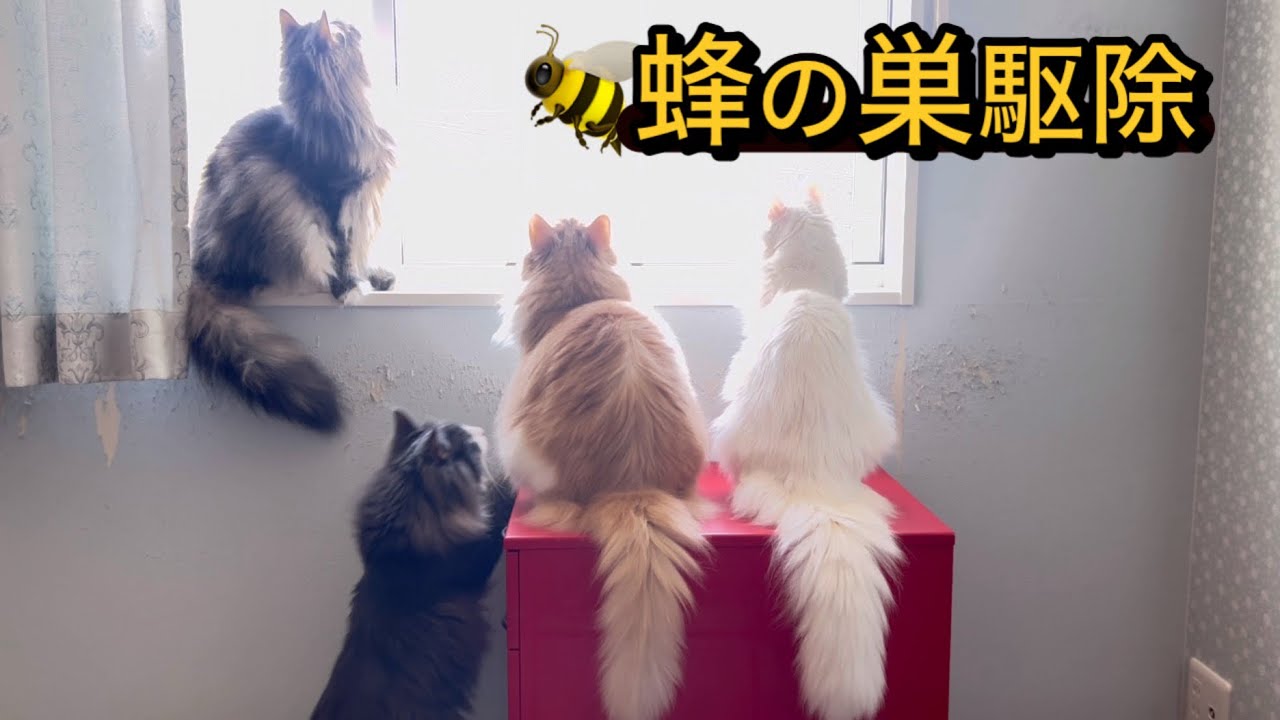 【蜂の巣駆除】もふ猫たちが見つけてくれた蜂の巣を駆除しました。