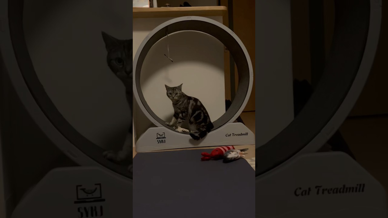 キャットホイールの使い方違う猫