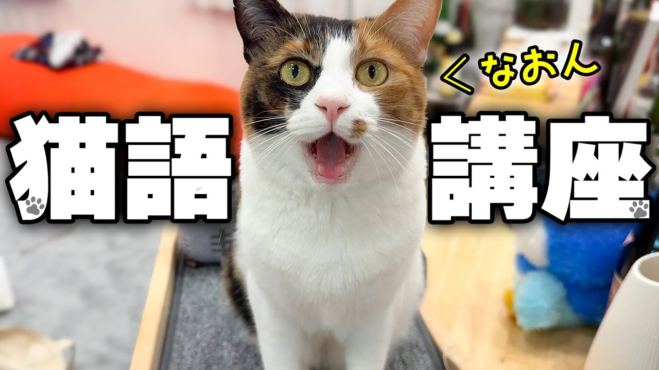 日本語しか話せない飼い主のために猫語を教えてくれようとする猫