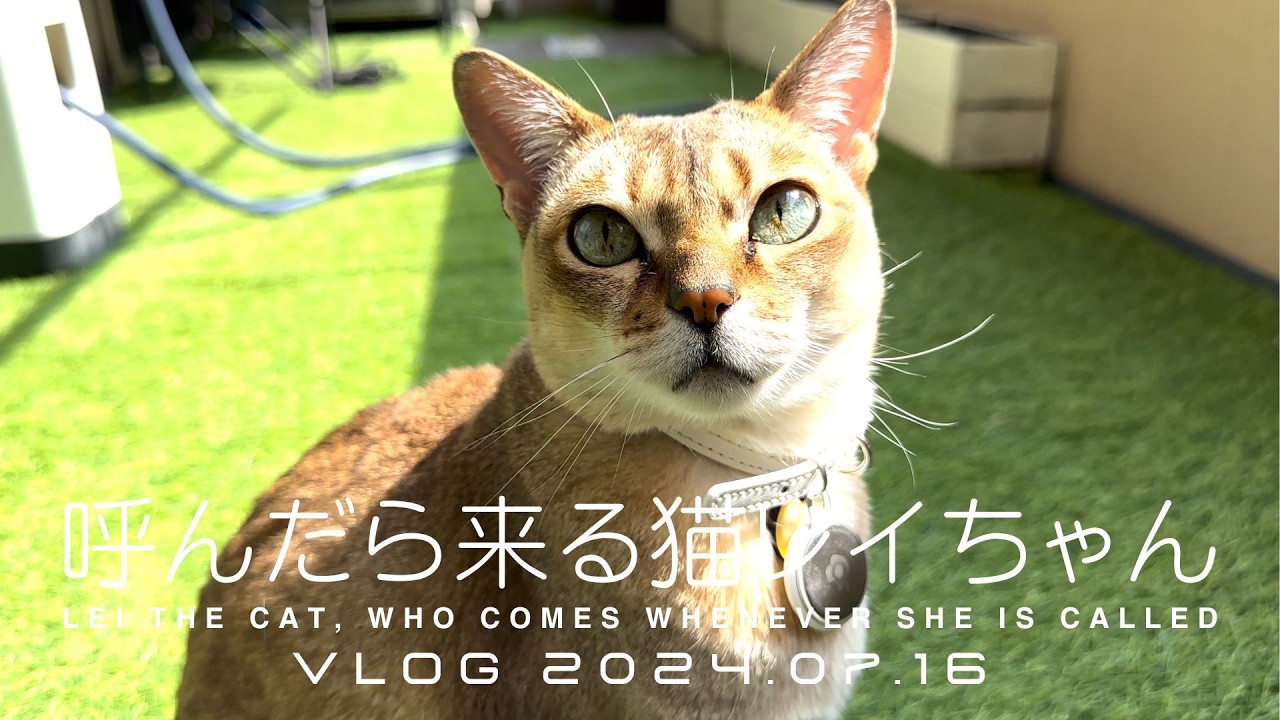 【シンガプーラ】呼んだら来る猫レイちゃん VLOG 2024.07.16 | Lei the cat, who comes whenever she is called
