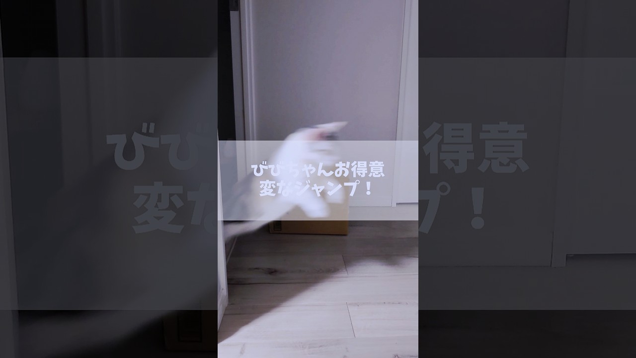 びびちゃんお得意の変なジャンプ！ #猫 #猫の可愛い行動 #shorts