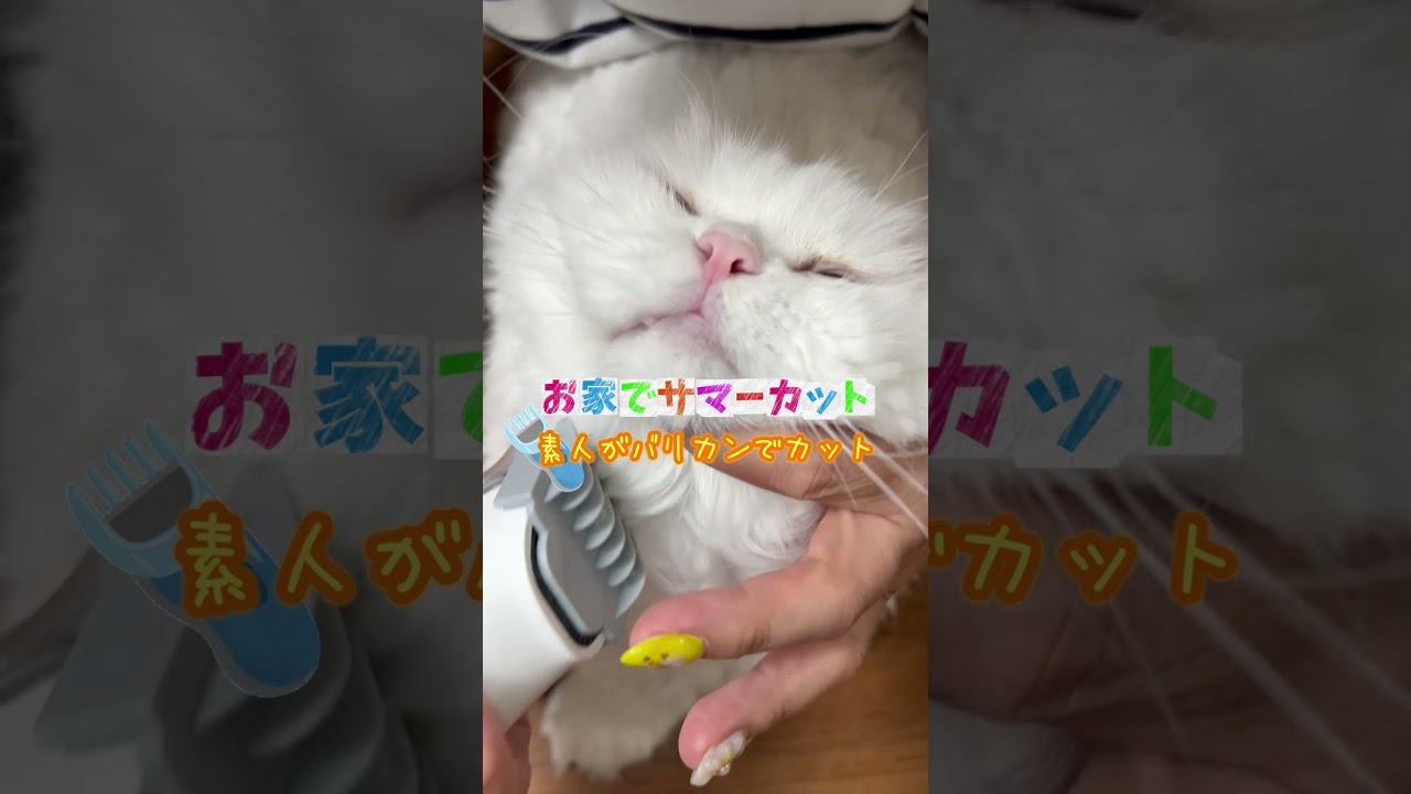 自宅でサマーカット😿#shorts