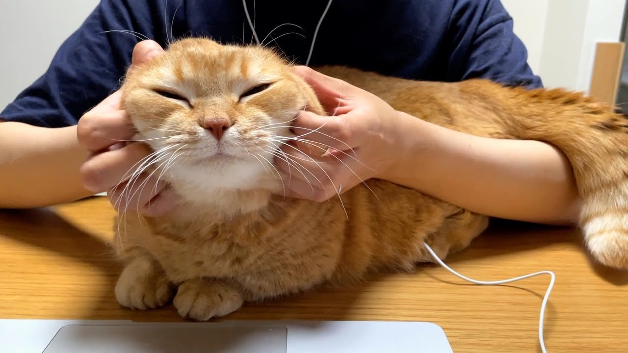 ママの腕の中にすっぽり収まりにいくネコハラ常習犯