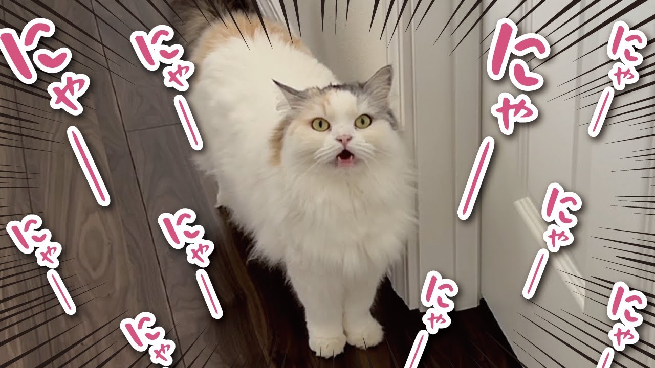 【生声】普段鳴かない猫がずっと鳴き続けています【関西弁でしゃべる猫】【猫アテレコ】