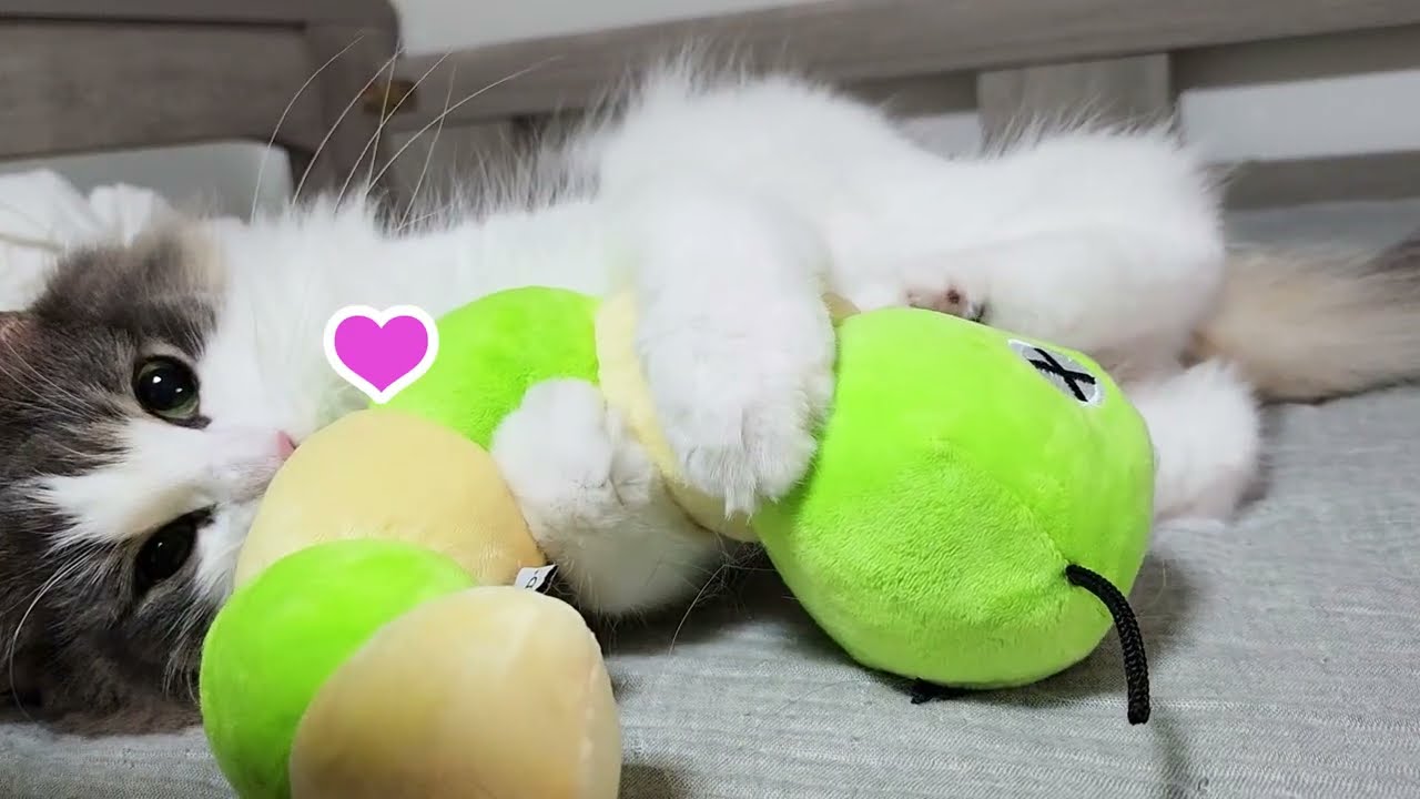 猫がピョンピョン蹴りまくる後ろ足がウサギみたいで可愛い【猫と蹴りぐるみ】