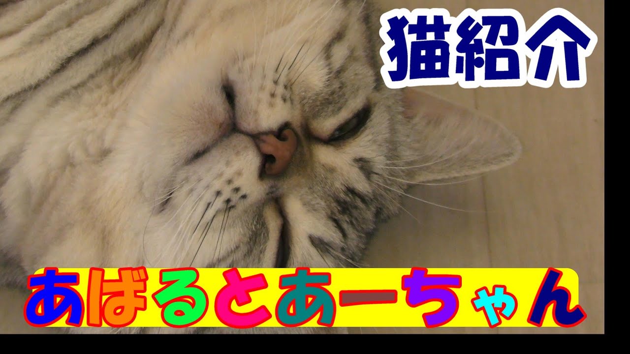 【猫】アメリカンショートヘアーのかわいい猫