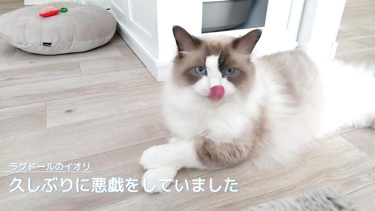 【ラグドール】久しぶりに悪戯をしていました