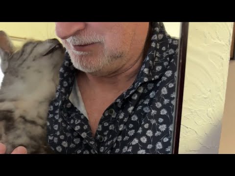 【フランス人パパ大好き❤️】ママの手は振り払うエジプシャンマウの女の子〜もうすぐ3歳にゃ❗️