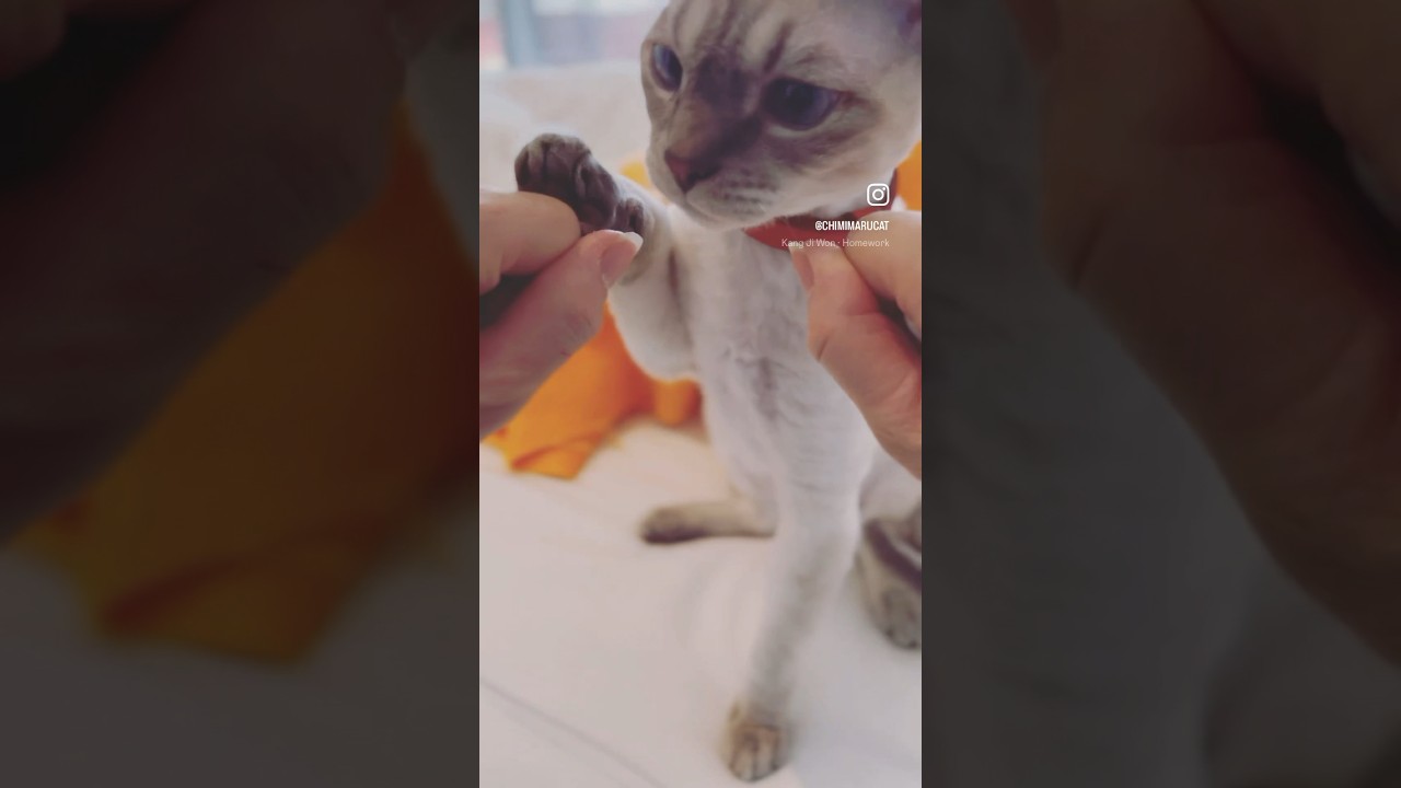 Devon Rex Cat - No, it's okay. I'm just a doting mum😆 はい！親バカです😅#cat