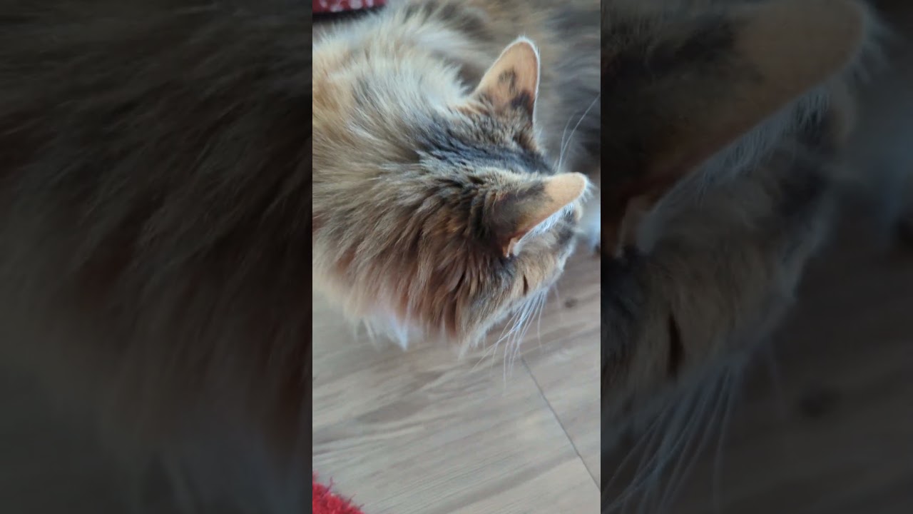 メインクーンのメイ、ソマリのケンタ、ベンガルのリリ　Mei the mainecoon , Kenta the somali　#shorts   #cat vlogs