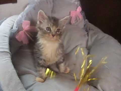 メインクーン 可愛いお顔の男の子♪（毛色：ブルーシルバータビー&ホワイト）