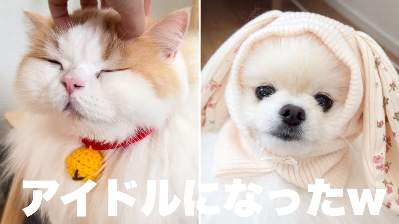 猫と犬が訳あってとんでもない可愛さになったのでみて欲しいww