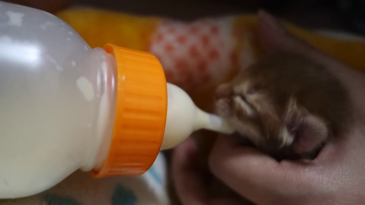 ソマリ猫の赤ちゃん-生後3日-　そして…　Somali cat kitten