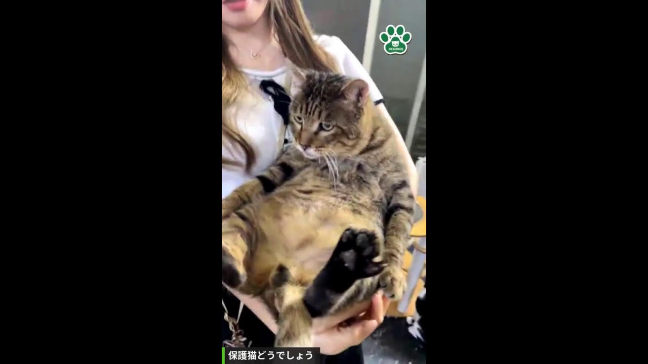 保護猫どうでしょう！2024年8月2日今夜の保護猫たち