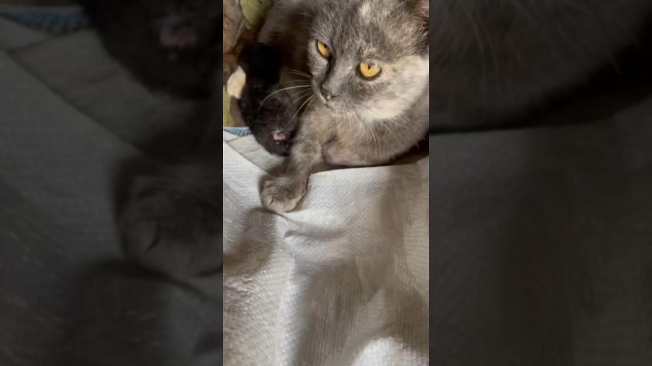 Mother with a baby 😍 The cat has become a mother #cat #cute #catvideos #kitten