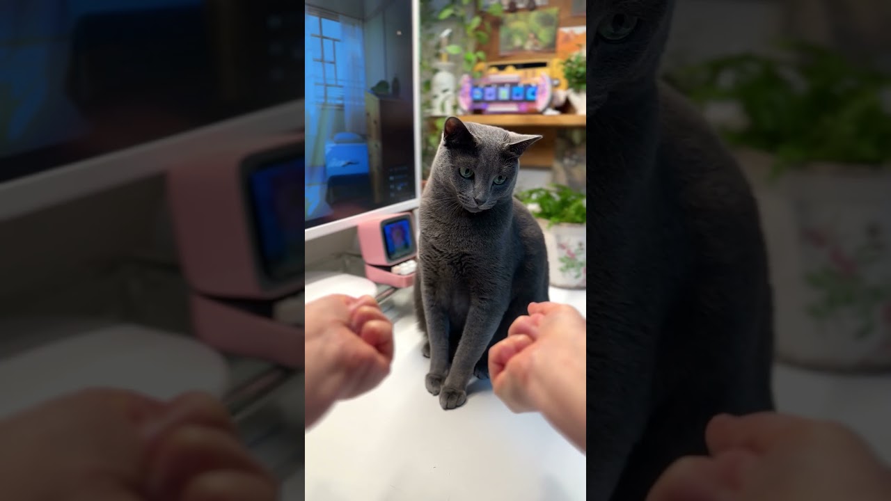 당황했지만 침착하게 (집사 얼굴 쳐다봄)