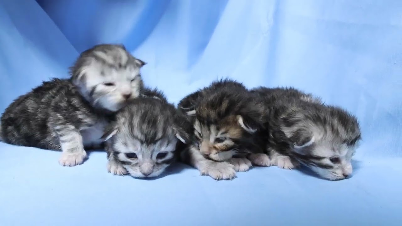 生後10日メインクーンの子猫たち