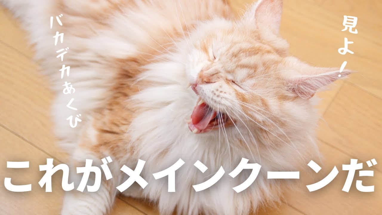 これが大型猫、メインクーンとの暮らしです