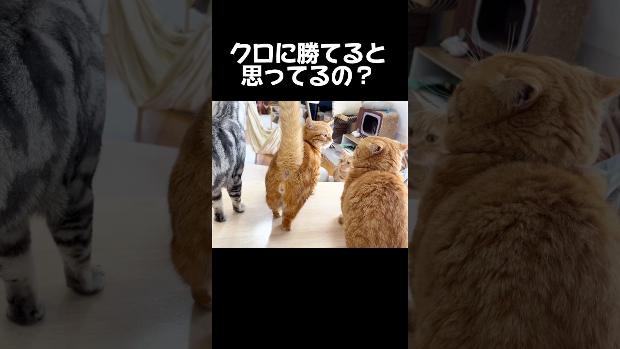 哀しい眼差しをパパに向ける息子猫 #猫 #マンチカン #shorts
