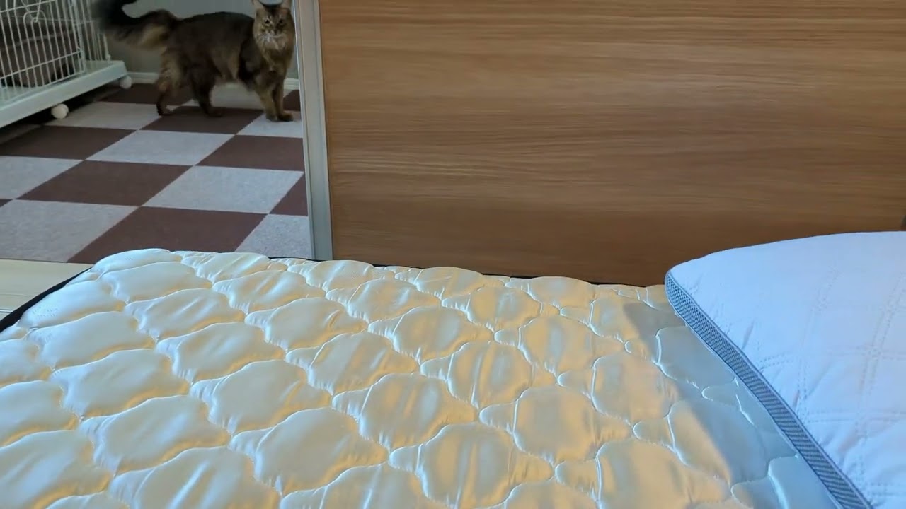 【928日目】シーツ外し #ソマリ #cat