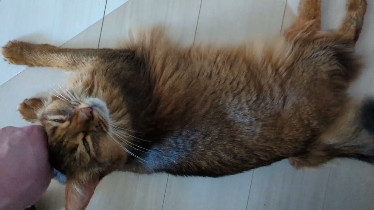 【929日目】ずっと気持ちよさそう #ソマリ #cat