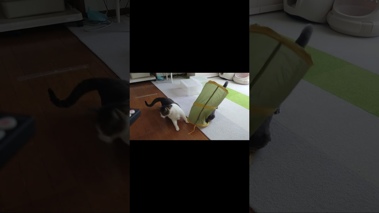 【猫動画】子猫が遊ぶのを見守るネコ #shorts #猫 #ネコ #シャルトリュー  #cat  #ねこ #子猫