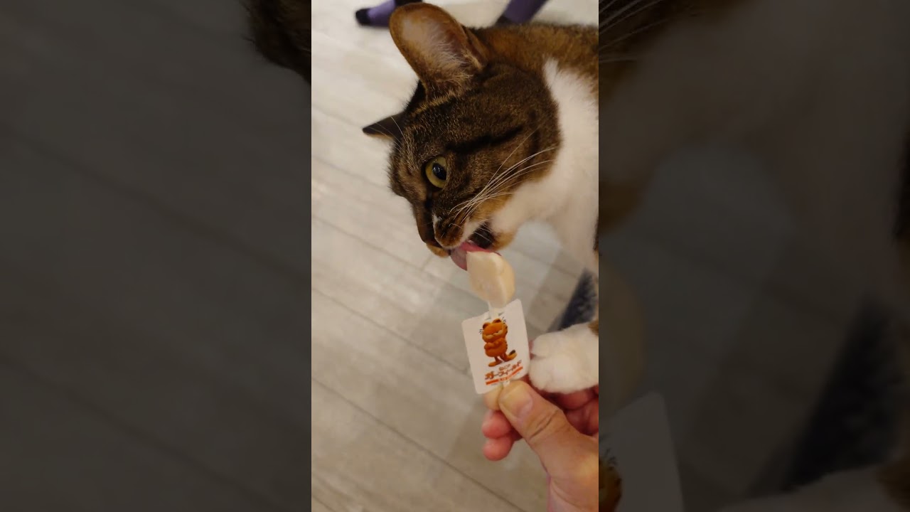 映画「ネコのガーフィールド」✖「猫カフェMOCHAアルシェ大宮店ねお・ルル」アイス編