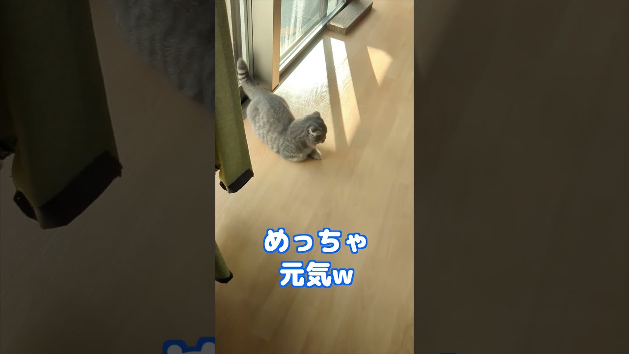 部屋中を駆け巡る子猫　#マンチカン