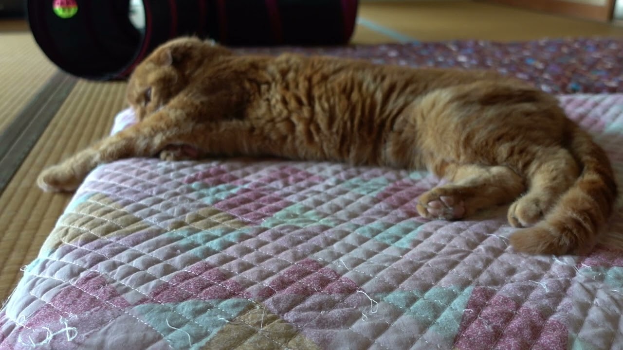 くつろぐ社長 Relaxing president #猫 #スコティッシュフォールド #猫動画 #cat #scottishfold #catvideos