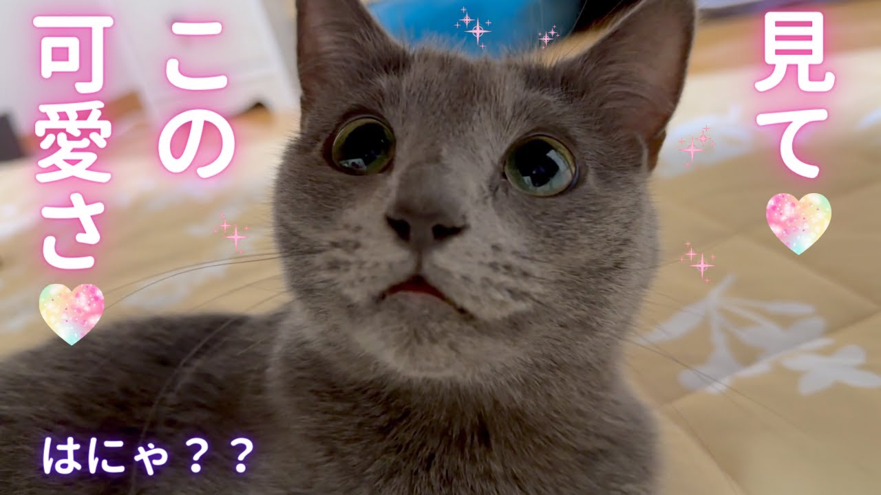 【猫ロシアンブルー】自分の可愛さ に気付いてない そらちゃん❤️〜後編〜