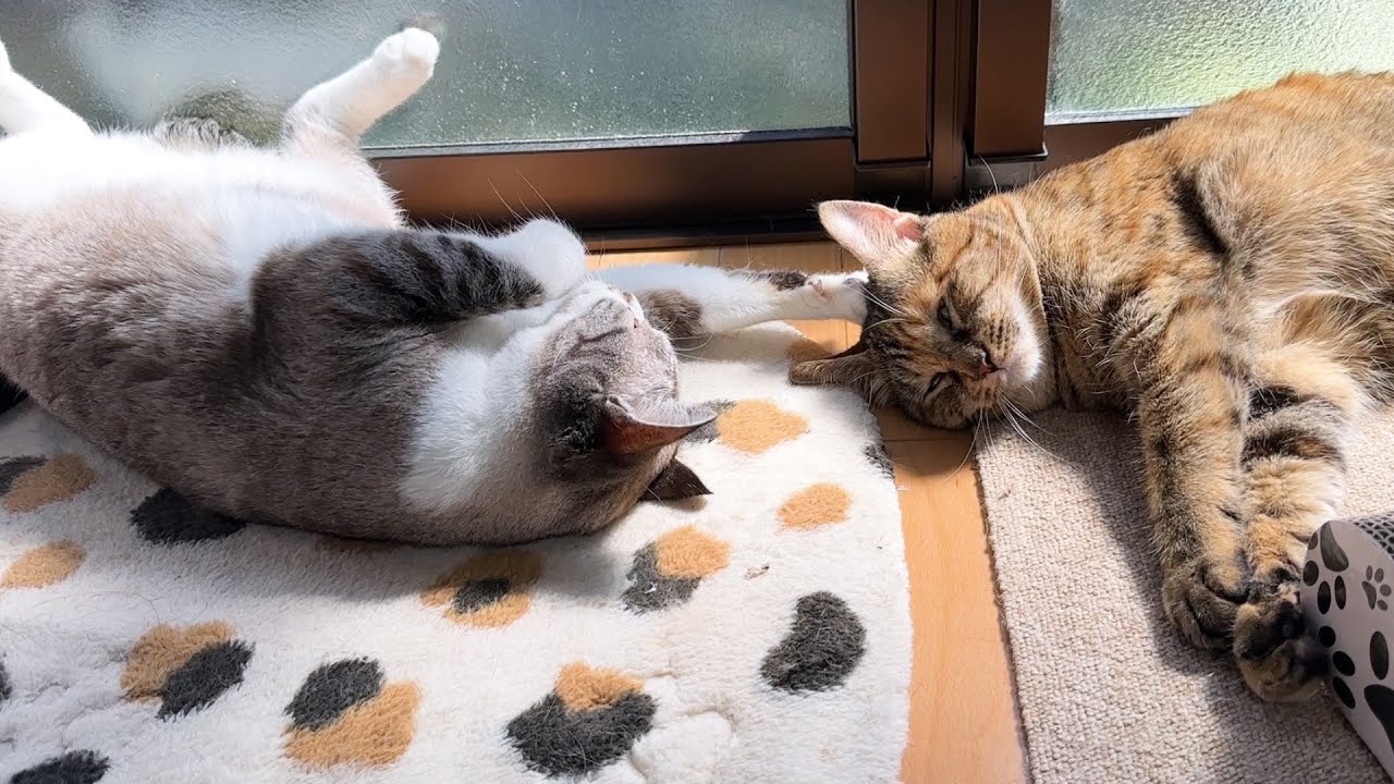 寝ながら末っ子猫の頭に触れるお姉ちゃんなのに子猫な我が家の姫猫はこちらです