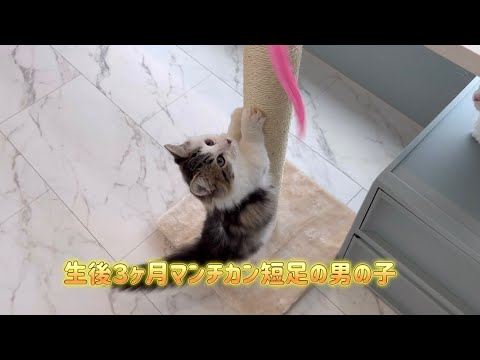 【マンチカン子猫】とっても穏やかな性格！生後３ヶ月短足の男の子
