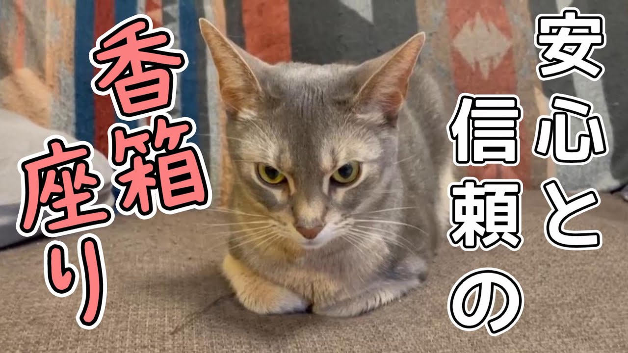 うちの猫さんの安心と信頼の香箱座り