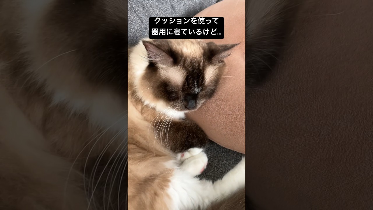 ソファーの陣取り方がすごい猫 #ragdoll #cats #short #ラグドール #猫のいる暮らし #ショート #ねこあるある